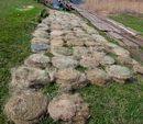 В Запорожской области установлены нерестовые гнезда Рыбоохрана, нерест, судак, Запорожская область